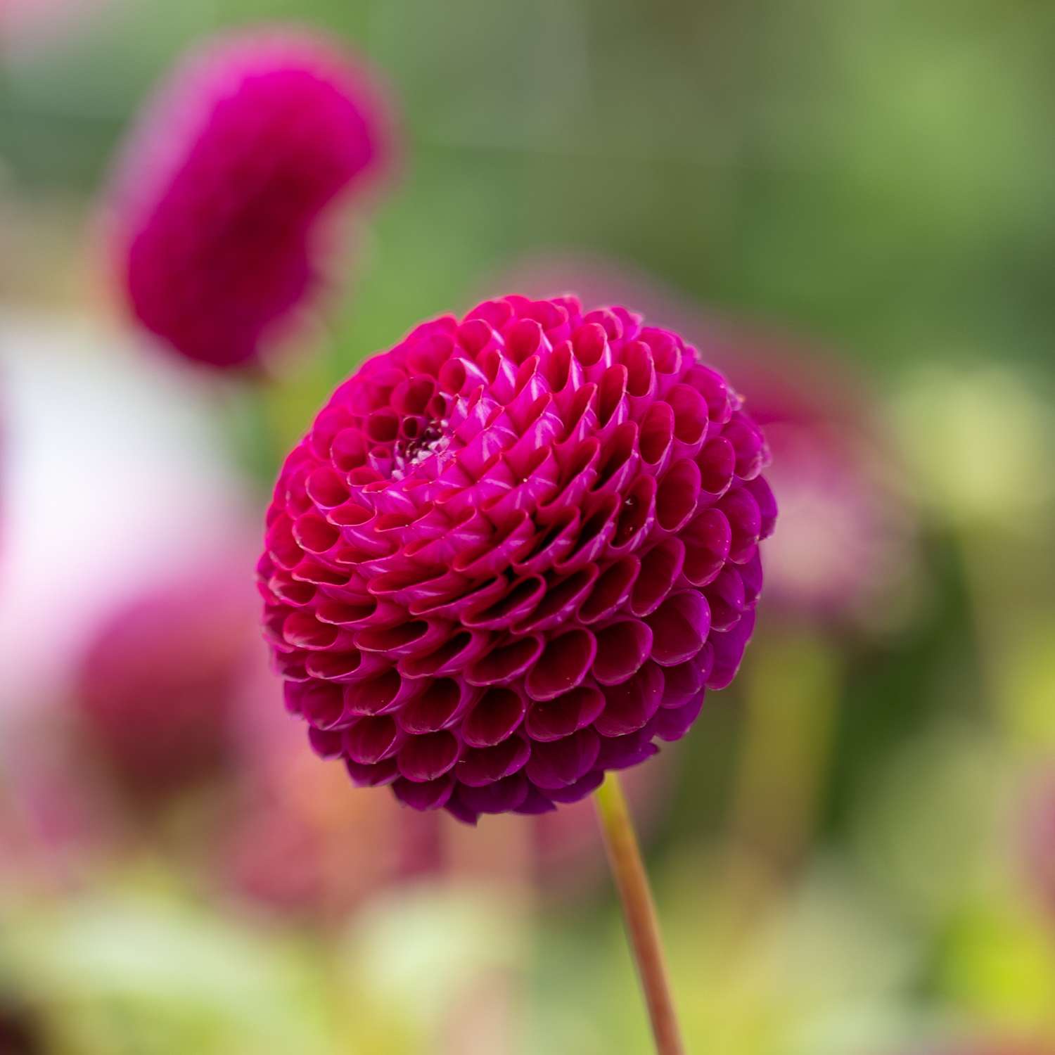 Daalia 'Downham Royal'